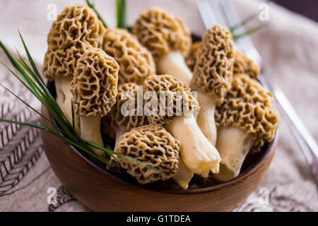 Feine Küche, Morchella Esculenta, (allgemein bekannt als gemeinsame Morel, Morel, gelbe Morel, wahre Morel Morchel Pilz) Stockfoto