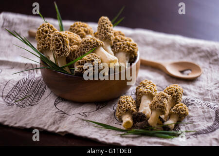 Feine Küche, Morchella Esculenta, (allgemein bekannt als gemeinsame Morel, Morel, gelbe Morel, wahre Morel Morchel Pilz) Stockfoto