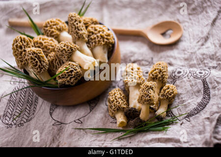 Feine Küche, Morchella Esculenta, (allgemein bekannt als gemeinsame Morel, Morel, gelbe Morel, wahre Morel Morchel Pilz) Stockfoto