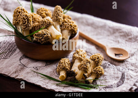 Feine Küche, Morchella Esculenta, (allgemein bekannt als gemeinsame Morel, Morel, gelbe Morel, wahre Morel Morchel Pilz) Stockfoto