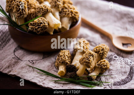 Feine Küche, Morchella Esculenta, (allgemein bekannt als gemeinsame Morel, Morel, gelbe Morel, wahre Morel Morchel Pilz) Stockfoto