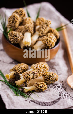 Feine Küche, Morchella Esculenta, (allgemein bekannt als gemeinsame Morel, Morel, gelbe Morel, wahre Morel Morchel Pilz) Stockfoto