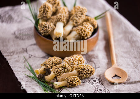 Feine Küche, Morchella Esculenta, (allgemein bekannt als gemeinsame Morel, Morel, gelbe Morel, wahre Morel Morchel Pilz) Stockfoto