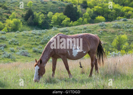 Wildpferd (Equs Ferus), Mustang, Weiden, Feral, Theodore-Roosevelt-Nationalpark, N. Dakota USA Stockfoto