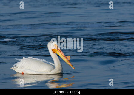 American White Pelikan (Pelecanus Erythrorhynchos) Sand Lake National Wildlife Refuge, South Dakota, USA Stockfoto