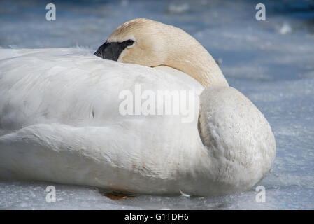 Trompeter Schwan ruht auf Eis, Cygnus Buccinator, Östliches Nordamerika Stockfoto