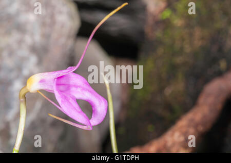 Masdevallia Coccinea, Orchidee stammt aus Kolumbien und Peru, Quito Botantical Gärten Jardin Botanico de Quito, Ecuador Stockfoto