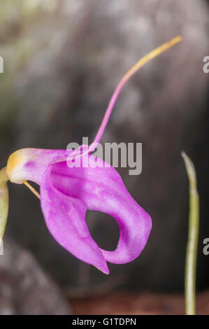Masdevallia Coccinea, Orchidee stammt aus Kolumbien und Peru, Quito Botantical Gärten Jardin Botanico de Quito, Ecuador Stockfoto