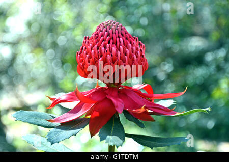 Rote Blume Leiter eines australischen Waratah, Telopea speciosissima, dappled Licht, in Wäldern im Royal National Park, NSW, Australien Stockfoto