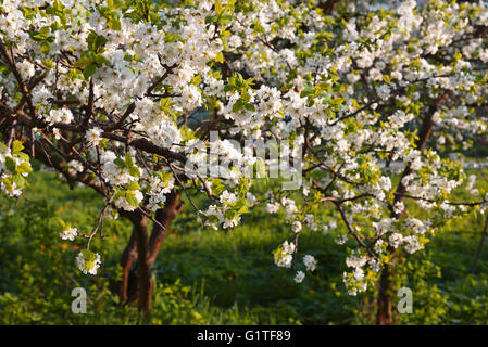 Pflaume Garten blühen bei Sonnenuntergang Stockfoto