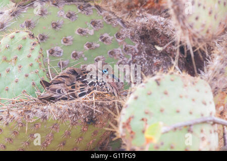 Galapagos Taube Zenaida Galapagoensis am Nest, Feigenkaktus, Opuntia Echios v. Zacana, North Seymour, Galapagos-Inseln, Ecuador Stockfoto