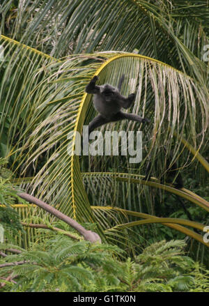 Bintan, Riau-Inseln, Indonesien. 19. Mai 2016. BINTAN, Indonesien - 19 Mai: Die silbrig Gruppen (Trachypithecus Cristatus) Sprung im Dompak Wald am 19. Mai 2016 in Bintan Island, Indonesien. Die silbrigen Gruppen (Trachypithecus Cristatus), auch bekannt als der Affe versilbert Blatt oder die silbrige Languren ist ein Affen der alten Welt. Es ist Bäumen, Leben in küstennahen, Mangroven und Auwälder in Halbinselmalaysia, Sumatra und Borneo. © Sijori Bilder/ZUMA Draht/Alamy Live-Nachrichten Stockfoto