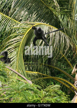 Bintan, Riau-Inseln, Indonesien. 19. Mai 2016. BINTAN, Indonesien - 19 Mai: Die silbrig Gruppen (Trachypithecus Cristatus) Sprung im Dompak Wald am 19. Mai 2016 in Bintan Island, Indonesien. Die silbrigen Gruppen (Trachypithecus Cristatus), auch bekannt als der Affe versilbert Blatt oder die silbrige Languren ist ein Affen der alten Welt. Es ist Bäumen, Leben in küstennahen, Mangroven und Auwälder in Halbinselmalaysia, Sumatra und Borneo. © Sijori Bilder/ZUMA Draht/Alamy Live-Nachrichten Stockfoto