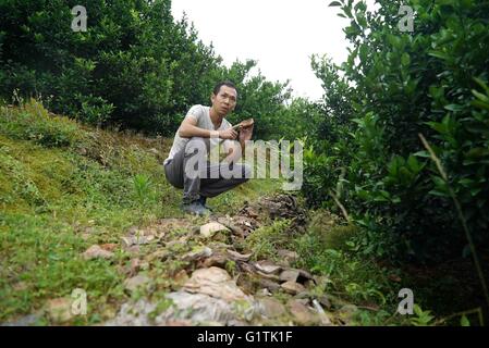 (160519)--Peking, 19. Mai 2016 (Xinhua)--Xie Zhenhua untersucht Relikte der Baishe Brennofen in Nanfeng Grafschaft, Osten Chinas Jiangxi Provinz, 18. Mai 2016. Xie Zhenhua, ein 1988 geborene Gradutate von keramischen Institute von Jingdezhen ist jetzt Besitzer eines Keramikwerkstatt, die vor allem in Baishe Brennofen Kultur und Baishe Brennofen Keramik Produkten beschäftigt sind. Baishe Brennofen, der einst eines der fünf berühmten Keramik-Brennöfen der Jiangxi Provinz während der Song-Dynastie (960-1279), viele berühmte Brennöfen von Jingdezhen, bekannt als Hauptstadt von China Porzellan wetteifern. Baishe Brennofen, jedoch schließlich entere Stockfoto