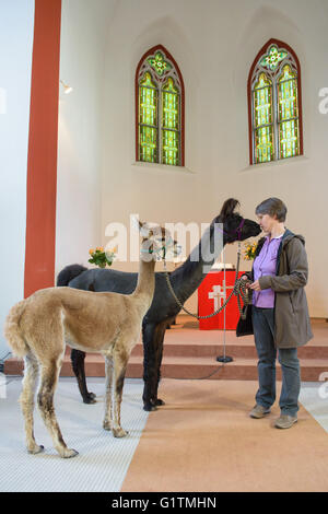 Schiffweiler, Deutschland. 17. Mai 2016. Pastor Wiltrud Bauer, steht zusammen mit Maputo (C) Lama und Alpaka Alejandro, vor dem Altar der evangelischen Kirche in Schiffweiler, Deutschland, 17. Mai 2016. Bauer verwendet die Tiere in ihrer Pfarrei, um spirituelle Wohlergehen zu fördern. Foto: OLIVER DIETZE/Dpa/Alamy Live News Stockfoto