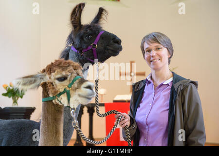 Schiffweiler, Deutschland. 17. Mai 2016. Pastor Wiltrud Bauer, steht zusammen mit Maputo (C) Lama und Alpaka Alejandro, vor dem Altar der evangelischen Kirche in Schiffweiler, Deutschland, 17. Mai 2016. Bauer verwendet die Tiere in ihrer Pfarrei, um spirituelle Wohlergehen zu fördern. Foto: OLIVER DIETZE/Dpa/Alamy Live News Stockfoto