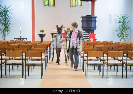 Schiffweiler, Deutschland. 17. Mai 2016. Pastor Wiltrud Bauer führt Lama Maputo (L) und Alpaka Alejandro durch die evangelische Kirche in Schiffweiler, Deutschland, 17. Mai 2016. Bauer verwendet die Tiere in ihrer Pfarrei, um spirituelle Wohlergehen zu fördern. Foto: OLIVER DIETZE/Dpa/Alamy Live News Stockfoto