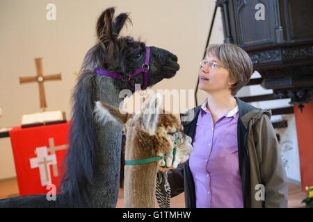 Schiffweiler, Deutschland. 17. Mai 2016. Pastor Wiltrud Bauer, steht zusammen mit Maputo (L) Lama und Alpaka Alejandro, vor dem Altar der evangelischen Kirche in Schiffweiler, Deutschland, 17. Mai 2016. Bauer verwendet die Tiere in ihrer Pfarrei, um spirituelle Wohlergehen zu fördern. Foto: OLIVER DIETZE/Dpa/Alamy Live News Stockfoto