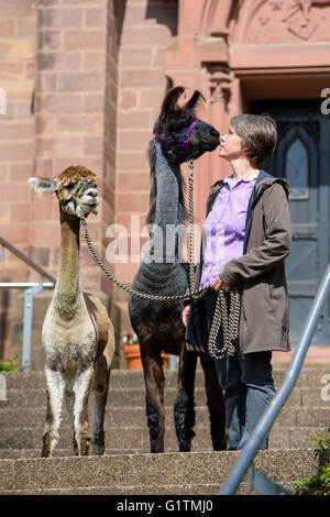 Schiffweiler, Deutschland. 17. Mai 2016. Pastor Wiltrud Bauer, steht zusammen mit Maputo (C) Lama und Alpaka Alejandro, vor der evangelischen Kirche in Schiffweiler, Deutschland, 17. Mai 2016. Bauer verwendet die Tiere in ihrer Pfarrei, um spirituelle Wohlergehen zu fördern. Foto: OLIVER DIETZE/Dpa/Alamy Live News Stockfoto