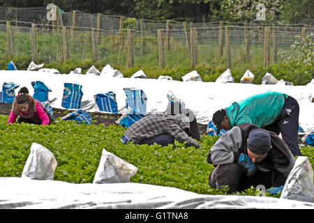 Wanderarbeitnehmer reisen jedes Jahr im Mai nach Tarleton, um beim Anbau und der Ernte von Salatpflanzen zu helfen, die dann an große britische Supermärkte verkauft werden. Landwirtschaftliche Arbeitgeber können Landwirte, landwirtschaftliche Genossenschaften, Getreideaufzüge, Grünhäuser, Lebensmittelverarbeiter und Baumschulen umfassen. Einige können Verträge mit landwirtschaftlichen Arbeitskräften Kontraktoren, um die Einstellung und Zahlung der Migranten oder saisonalen Besatzungen überwachen. Stockfoto