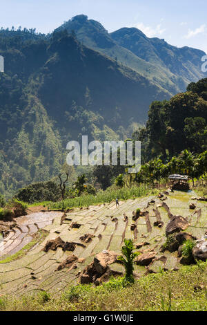 Sri Lanka, Ella, steil abfallenden Terrassen Ackerland auf der Ella Rock Stockfoto