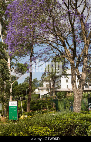 Sri Lanka, Ella, Passara Rd, Newburgh Grüntee Estate Fabrik, mit blühenden Jacaranda-Baum Stockfoto