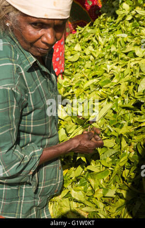 Sri Lanka, Ella, Finlays Newburgh Grüntee Estate Factory, Frau mit gepflückten Blätter Stockfoto