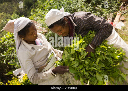 Sri Lanka, Ella, Finlays Newburgh Grüntee Estate Fabrik, Frauen Kommissionierer setzen lässt in sack Stockfoto