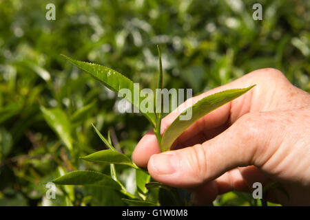 Sri Lanka, Ella, Finlays Newburgh Green Tea Estate, ersten drei Teeblätter für die Kommissionierung Stockfoto