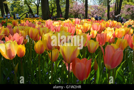 Ein Bereich der errötende Schönheit Tulpen in der Keukenhof-Ausstellung, Holland Stockfoto