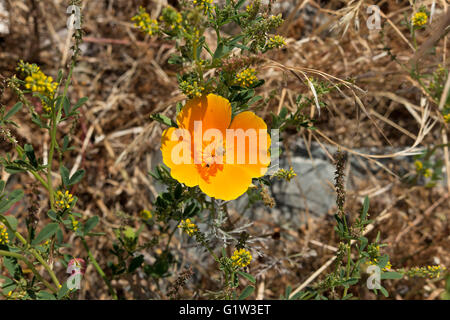 Ein einzelnes kalifornische Mohn (Eschscholzia Californica) mit gelben Sweetclover (Melilotus Officinalis) Stockfoto