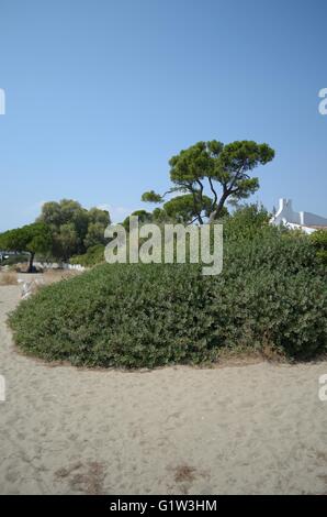 Ein Tag am Strand mit der Familie. Strand Schinias Marathonas Stadt 42 Killometers Weg von der Mitte von Athen, Griechenland. Stockfoto