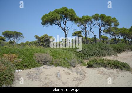 Ein Tag am Strand mit der Familie. Strand Schinias Marathonas Stadt 42 Killometers Weg von der Mitte von Athen, Griechenland. Stockfoto