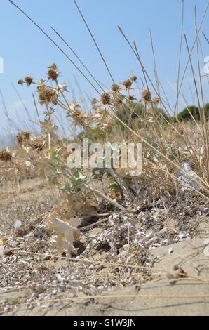 Ein Tag am Strand mit der Familie. Strand Schinias Marathonas Stadt 42 Killometers Weg von der Mitte von Athen, Griechenland. Stockfoto