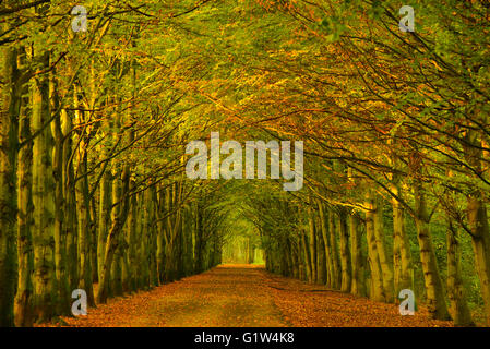 Baum-Tunnel mit Bäumen entlang eines Pfades in einem Wald mit wechselnden Farbe der Blätter bei der Saison-Wechsel von Sommer bis Herbst. Stockfoto