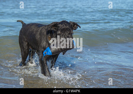 Nassen großer schwarzer Schnauzer Hund steht im Meer und hält eine Spielzeug für Hunde in den Mund. Stockfoto