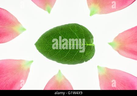 Rose rosa Blüten und Blätter auf weißem Hintergrund Stockfoto