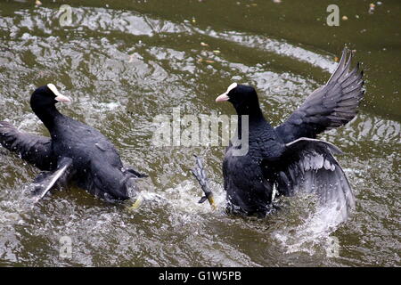 Blässhühner kämpfen im Wasser Stockfoto