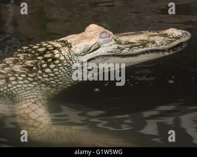 Seltenen Albino Alligator, Colorado Gators Reptilien Park, Mosca, Colorado. Stockfoto