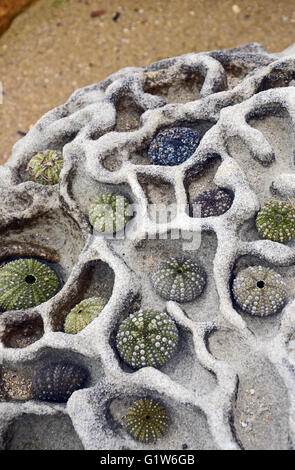 Sammlung von bunten Seeigel Schalen angeordnet auf einem Gehirn-wie verwitterter Sandsteinfelsen am Strand Stockfoto