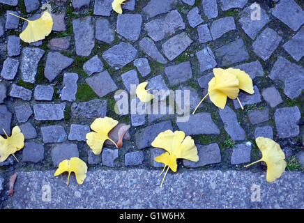 Gelbe Ginkgo Blätter auf einem blauen gepflasterten Weg im Herbst Stockfoto