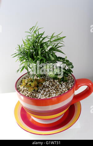 Zimmerpflanzen wachsen in Teetasse Topf Stockfoto