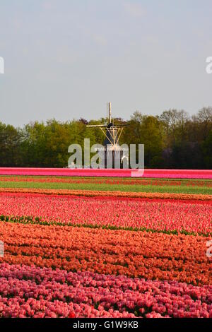 Keukenhof Windmühle und Felder der Tulpen Stockfoto