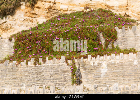 Mesembryanthemum Blumen wachsen auf Klippen am East Cliff in Bournemouth im Mai Stockfoto