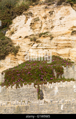 Mesembryanthemum Blumen wachsen auf Klippen am East Cliff in Bournemouth im Mai Stockfoto