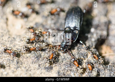 Kolonie von Ameisen zerstückeln und Essen Käfer Closeup Stockfoto