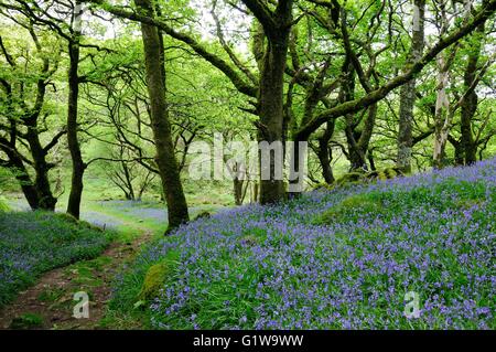 Bluebell Spaziergang durch Coed Ty Canol Woods uralte walisische Eiche Wälder Newport Newport Pembrokeshire Wales Cymru UK Stockfoto