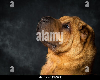 Shar-Pei japanischer Hund namens Dexter Stockfoto