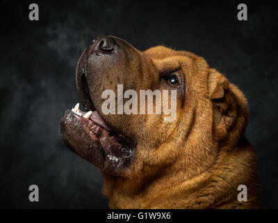 Shar-Pei japanischer Hund namens Dexter Stockfoto