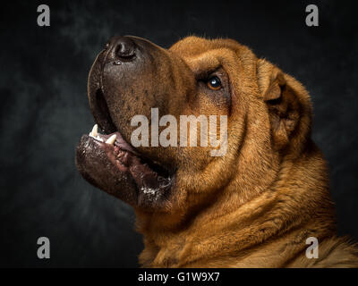 Shar-Pei japanischer Hund namens Dexter Stockfoto